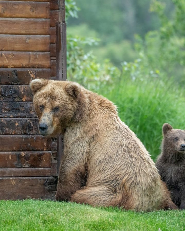 how to keep bears away