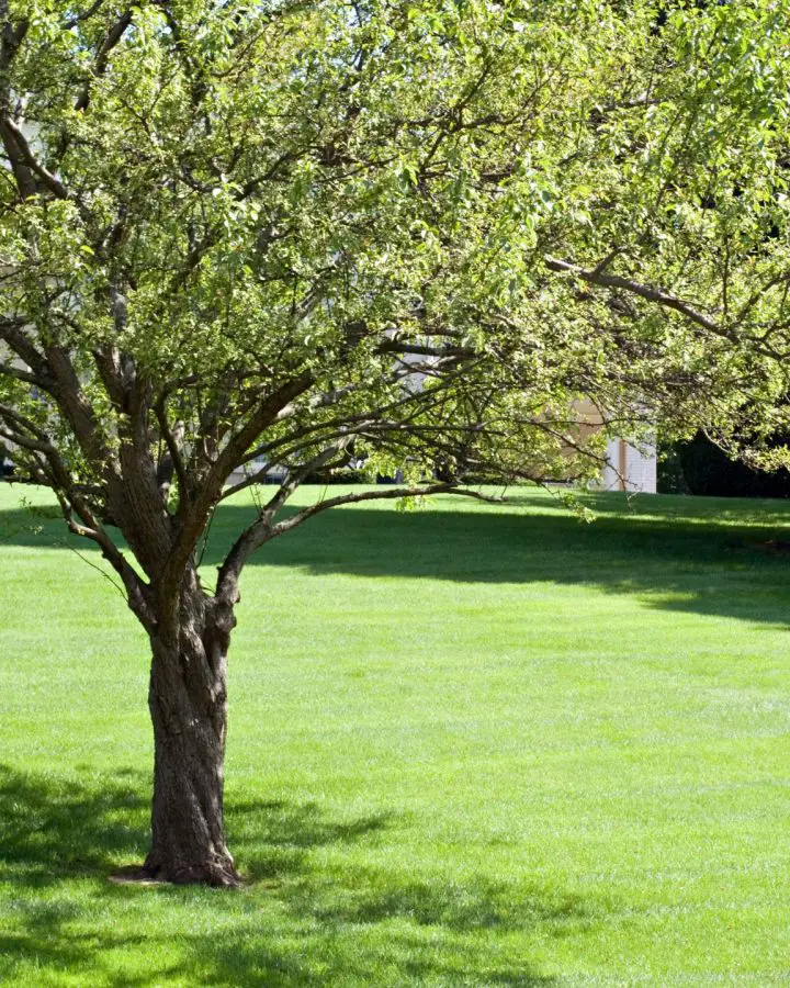 keep trees on your property healthy